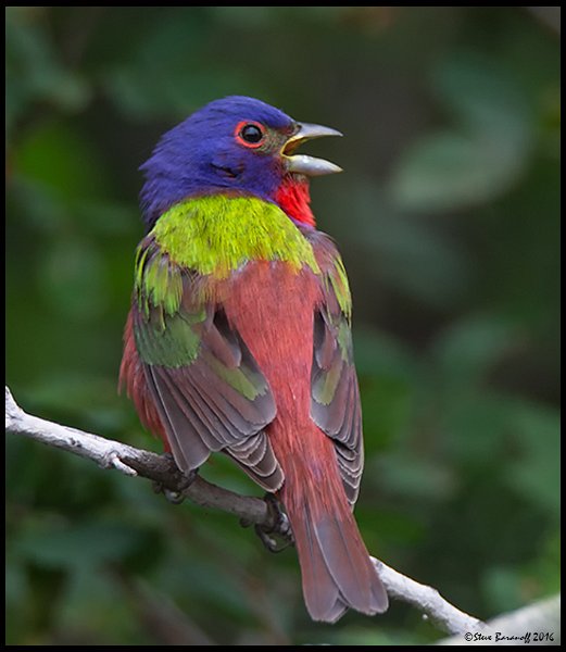 _6SB0565 painted bunting.jpg